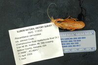 Procambarus verrucosus image